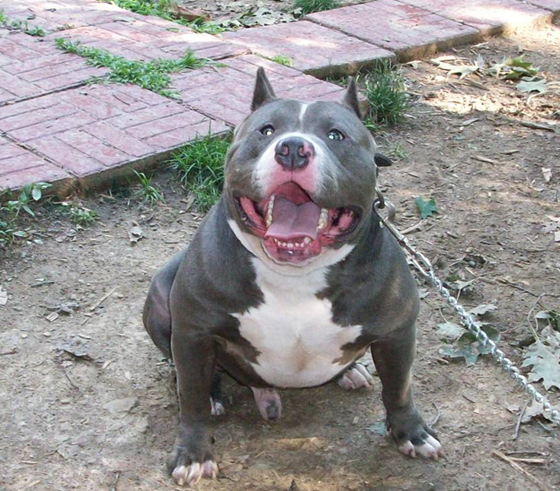Blue Pitbull Dog