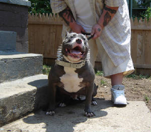 blue_pitbull_stud.jpg